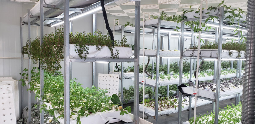 高端蔬菜种植基地(图2)