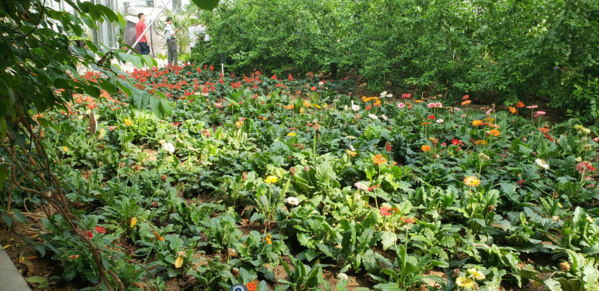 高端蔬菜种植基地(图3)