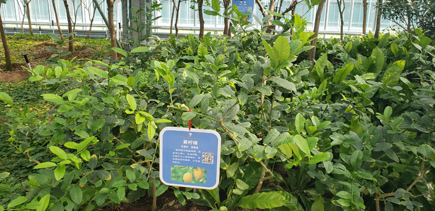 高端瓜果种植(图1)