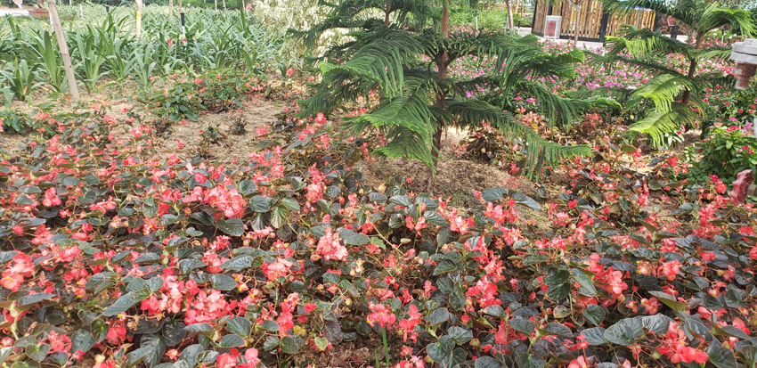 种植基地(图5)